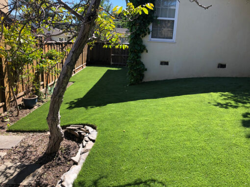 Natural Sod Platinum Installed in San Jose, CA